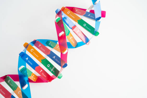 DNA or Deoxyribonucleic acid is a double helix chains structure formed by base pairs attached to a sugar phosphate backbone.