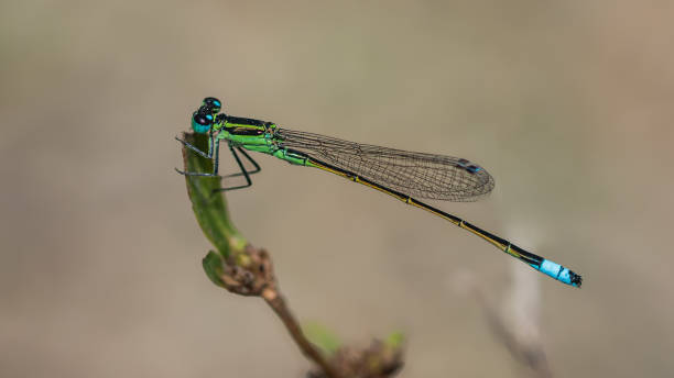 [url=http://www.istockphoto.com/file_search.php?action=file&lightboxID=9936622][img]http://www.m.h2g.pl/2.jpg[/img][/url] \n[url=file_closeup.php?id=12082683][img]file_thumbview_approve.php?size=1&id=12082683[/img][/url] [url=file_closeup.php?id=12082678][img]file_thumbview_approve.php?size=1&id=12082678[/img][/url] [url=file_closeup.php?id=12082475][img]file_thumbview_approve.php?size=1&id=12082475[/img][/url] [url=file_closeup.php?id=11903166][img]file_thumbview_approve.php?size=1&id=11903166[/img][/url] [url=file_closeup.php?id=11937500][img]file_thumbview_approve.php?size=1&id=11937500[/img][/url] [url=file_closeup.php?id=7993449][img]file_thumbview_approve.php?size=1&id=7993449[/img][/url] [url=file_closeup.php?id=8682929][img]file_thumbview_approve.php?size=1&id=8682929[/img][/url] [url=file_closeup.php?id=8682906][img]file_thumbview_approve.php?size=1&id=8682906[/img][/url] [url=file_closeup.php?id=8682887][img]file_thumbview_approve.php?size=1&id=8682887[/img][/url] [url=file_closeup.php?id=7657715][img]file_thumbview_approve.php?size=1&id=7657715[/img][/url] [url=file_closeup.php?id=9803292][img]file_thumbview_approve.php?size=1&id=9803292[/img][/url] [url=file_closeup.php?id=7963461][img]file_thumbview_approve.php?size=1&id=7963461[/img][/url] [url=file_closeup.php?id=7906517][img]file_thumbview_approve.php?size=1&id=7906517[/img][/url] [url=file_closeup.php?id=7601284][img]file_thumbview_approve.php?size=1&id=7601284[/img][/url] [url=file_closeup.php?id=6651145][img]file_thumbview_approve.php?size=1&id=6651145[/img][/url] [url=file_closeup.php?id=5963218][img]file_thumbview_approve.php?size=1&id=5963218[/img][/url] [url=file_closeup.php?id=3926372][img]file_thumbview_approve.php?size=1&id=3926372[/img][/url] [url=file_closeup.php?id=3859527][img]file_thumbview_approve.php?size=1&id=3859527[/img][/url]