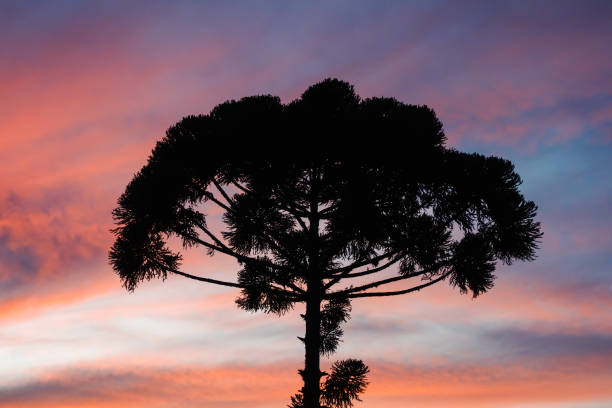 silhouette of Araucaria tree against dramatic sunset sky.