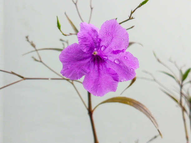 Wild purple Kencana or Pletekan is a blue or purple shrub that has dry seeds that explode when exposed to water. Wild purple Kencana is a species of flowering plant that belongs to the Acanthaceae fam