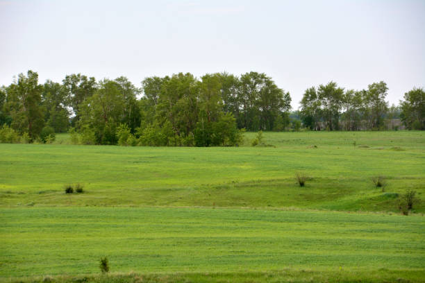 istock a green field with some trees in the background 2157567460