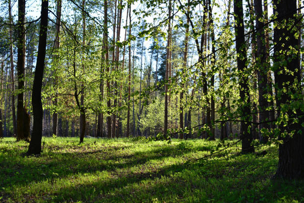 a forest with trees and a sun shining through the trees