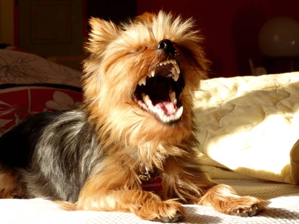 A cute little Yorkshire Terrier sleeps curled up on a rug near a wooden box on the floor. Lonely dog ​​concept