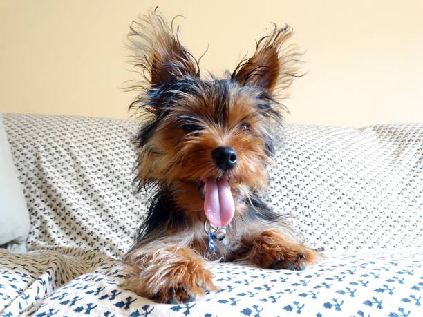 Cute Yorkshire ugly messy hair tongue 2