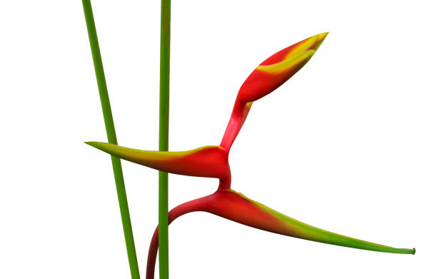 istock Heliconia bihai tropical red flower with stem on isolate background 2157574063