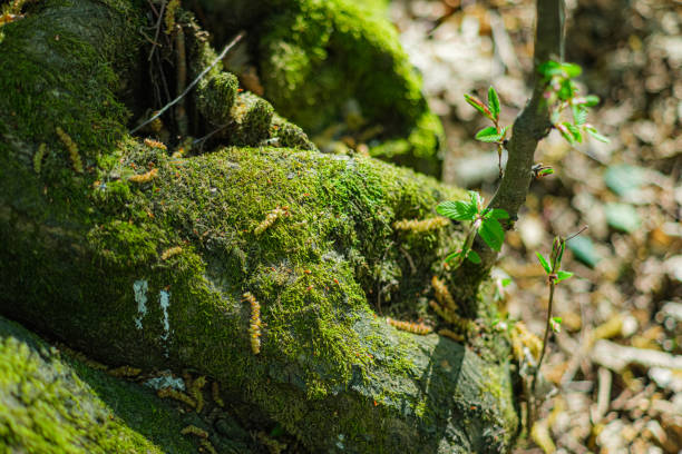 A mossy tree with a small plant growing out of it. The moss is green and the plant is small and green. Selective focus.