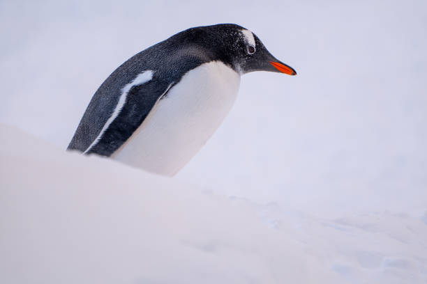 istock Gentoo penguins on the snow, Antarctica 2157574315