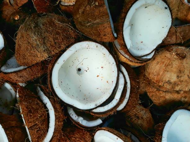 noix de coco pelée et concassée prête à produire au coprah, huile de cuisson et farine desséchée - noix de coco photos et images de collection