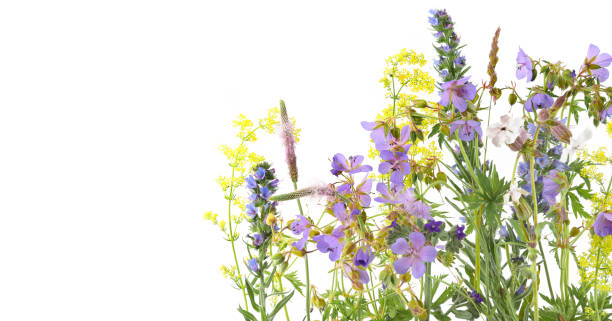 istock Flowering wild grass and herbs isolated on white background. 2157576984