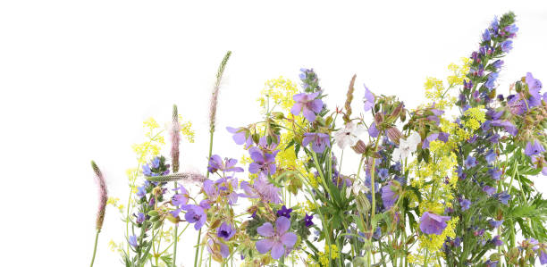 istock Flowering wild grass and herbs isolated on white background. 2157577029