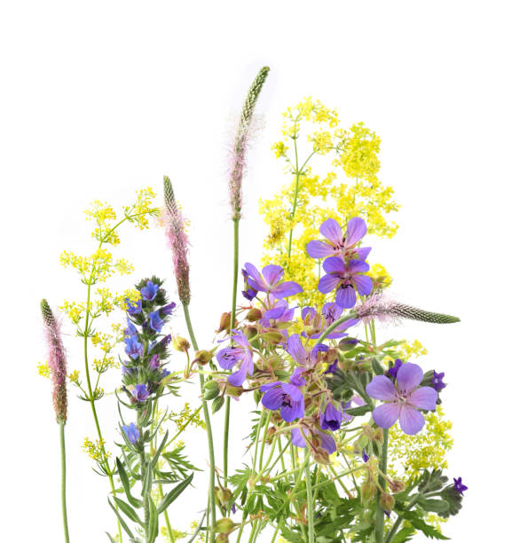 istock Flowering wild grass and herbs isolated on white background. 2157577039