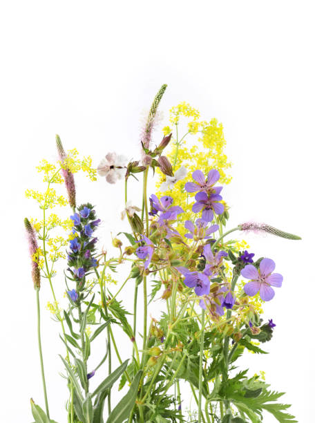 istock Flowering wild grass and herbs isolated on white background. 2157577089
