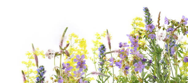 istock Flowering wild grass and herbs isolated on white background. 2157577125