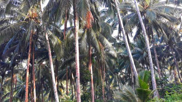 istock Coconut trees. Agriculture field. 2157577558