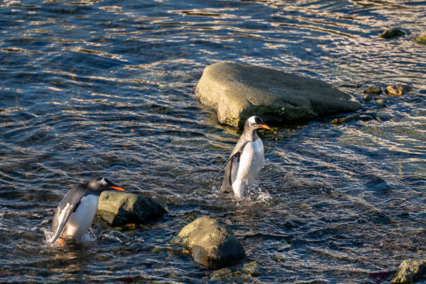 Gentoo pengins in Antarctica. Wildlife