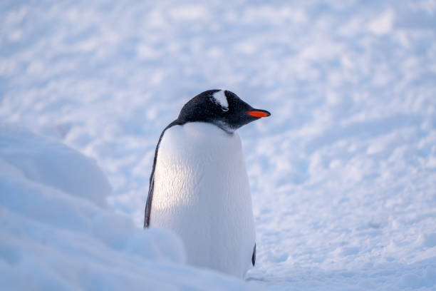 istock Gentoo penguins on the snow, Antarctica 2157577806
