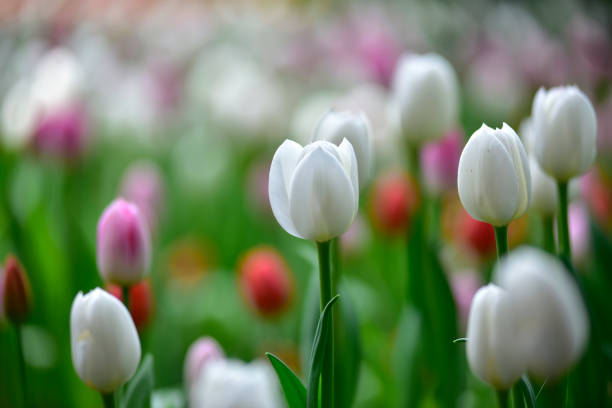 istock Tulips flowers blooming in the spring colorful background 2157578721