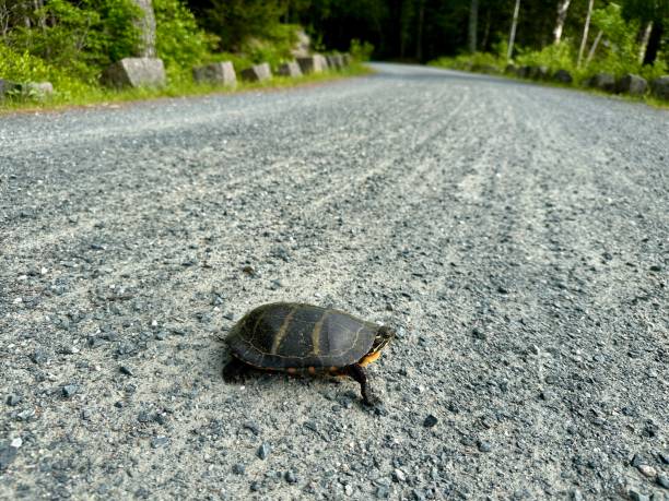 istock Carriage Roads, Acadia National Park 2157579440