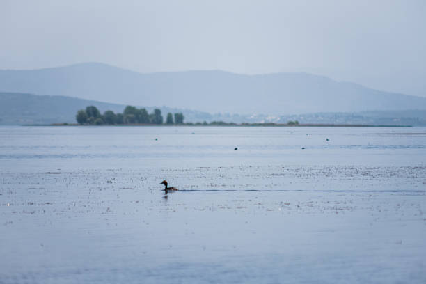 A duck is swimming in a lake. The sky is cloudy and the water is calm. The scene is peaceful and serene. Selective focus.