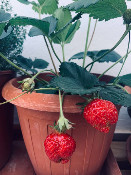 istock Strawberries grown in pots in balcony. 2157580993