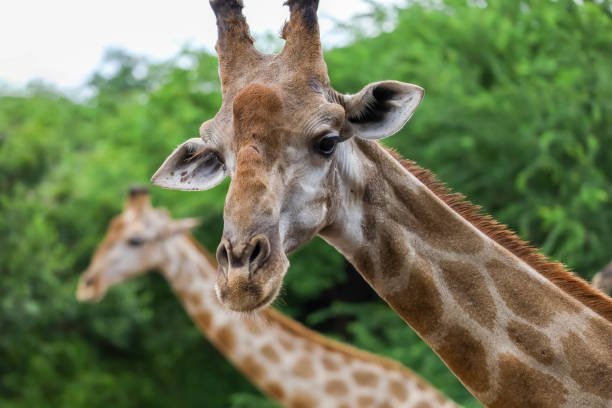 istock Close up  head giraffe in the garden 2157582074