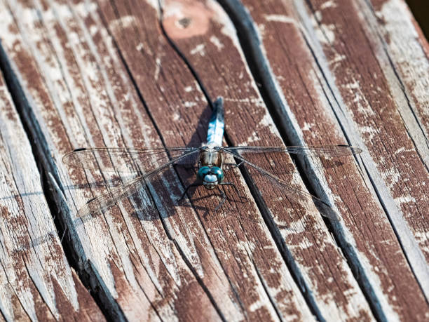 A White-tailed Skimmer dragonfly, Orthetrum albistylum, resting on the seat of a wooden park bench near Izumi Forest Park, Yamato, Japan.
