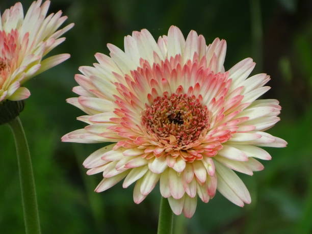 istock THE DUAL COLOUR BARBERTON DAISY FLOWER 2157583838