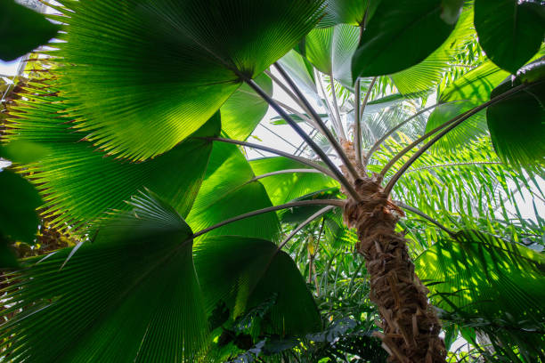 istock Palm tree leaves in the greenhouse low angle view 2157585156