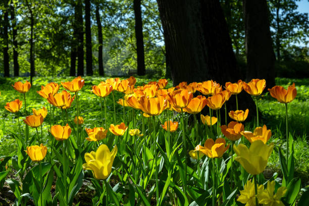 istock Bright yellow tulips in a green park 2157585434