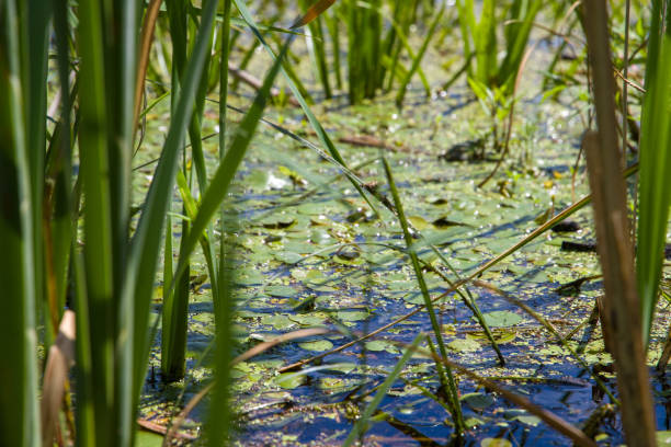 CU dragon fly alights on edge of water lily pad leaf