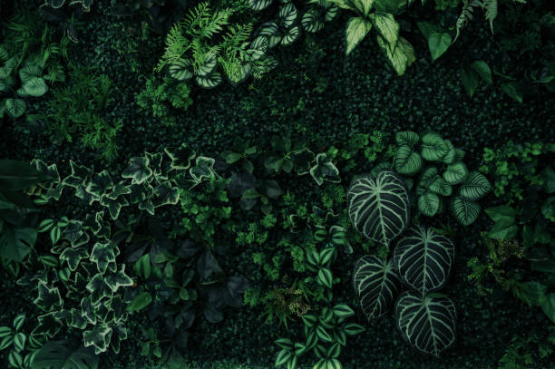 istock abstract green leaf texture, tropical leaf foliage nature dark green background 2157586047