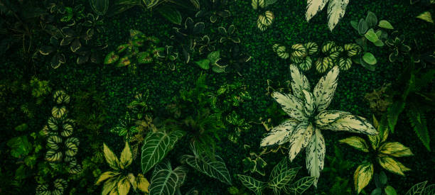 istock abstract green leaf texture, tropical leaf foliage nature dark green background 2157586066