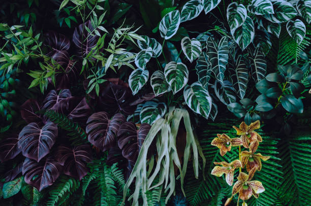 istock abstract green leaf texture, tropical leaf foliage nature dark green background 2157586067