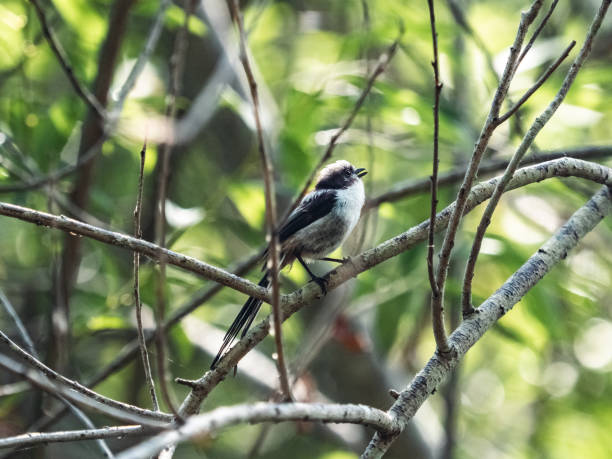 istock long-tailed bush-tit perched in bushes 8 2157586540