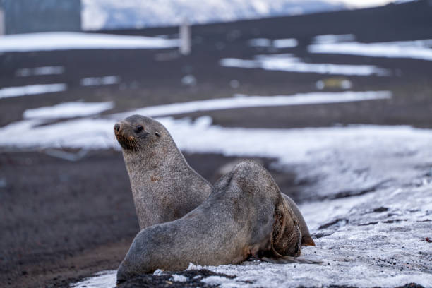 istock Antarctic fur seal on Deception Island 2157587375