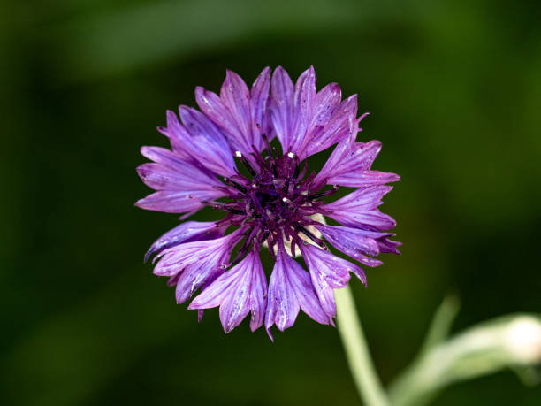 A single purple corn flower blooms in a meadow along a road in Yokohama, Japan.