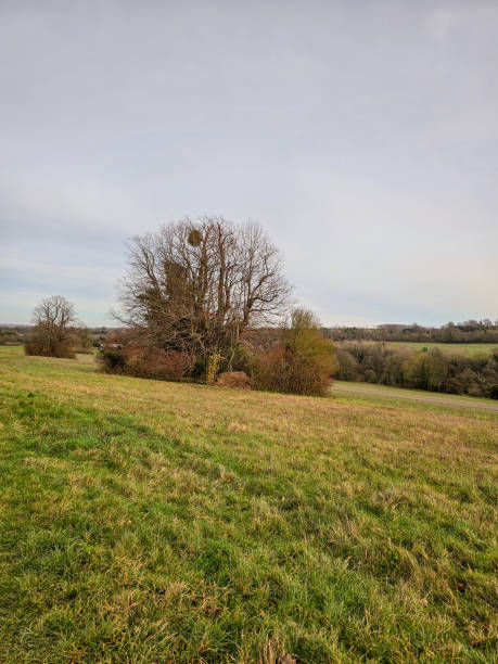 istock A serene view of a grassy field with a prominent bare tree in the middle 2157587502