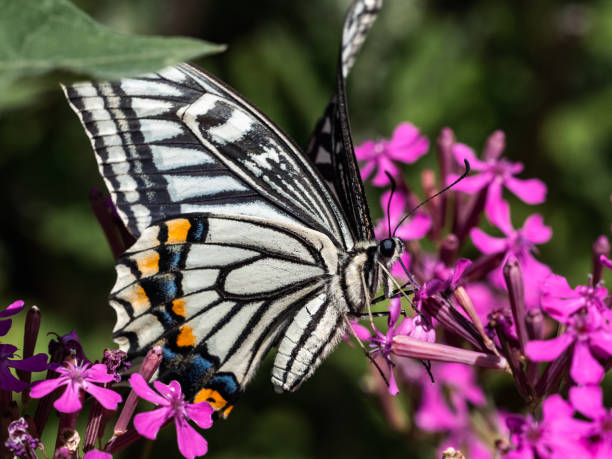 istock Chinese Yellow Swallowtail on pink flowers 7 2157587689