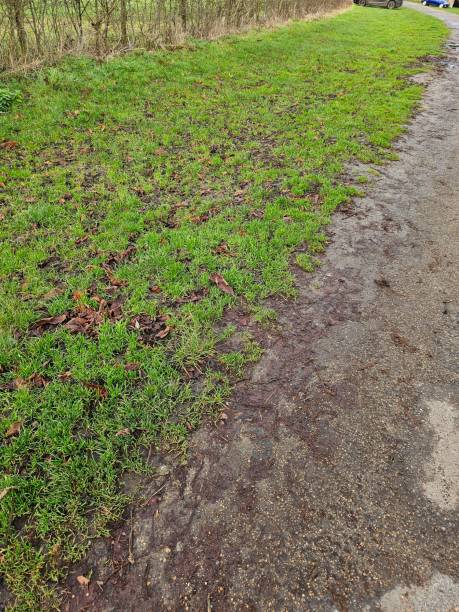 istock This image captures the striking contrast between a patch of vibrant green grass 2157587717