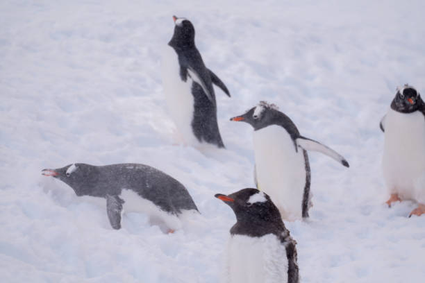 istock Gentoo penguins on the snow, Antarctica 2157587820