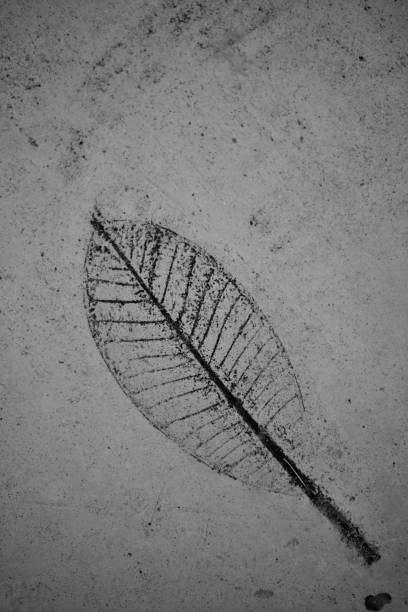 Black and white old corrugated iron fence with shadow of tree leafs, abstract background with copy space, full frame horizontal composition