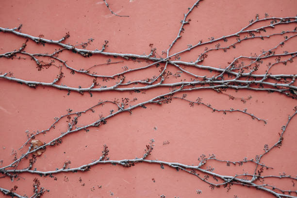 Dry grape vines on a pink house wall