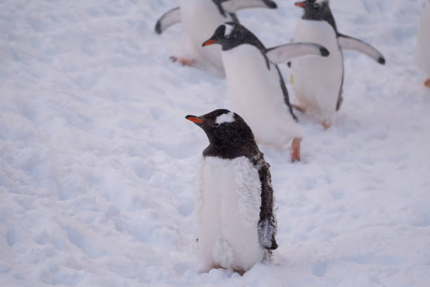 istock Gentoo penguins on the snow, Antarctica 2157588863