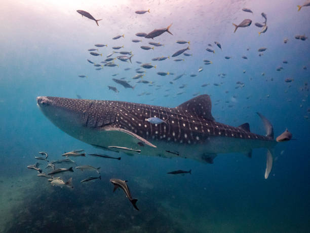 istock Whale Shark swim into blue water 2157589542