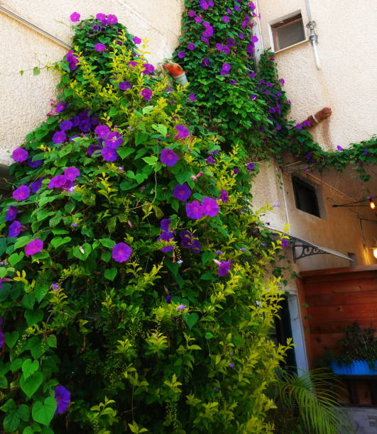 istock Lush Purple Flowering Vine Vertical View Vibrant Wall Facade 2157590287