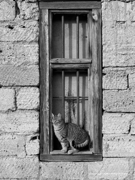 istock Curious Cat at the Window. A Feline Sentinel in a Rustic Setting 2157590351