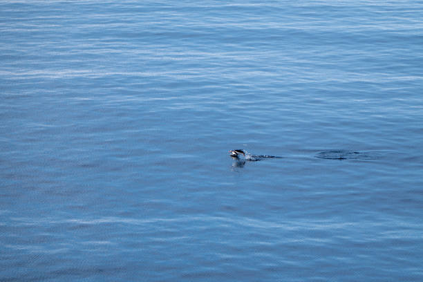 Southern ocean. Antarctica. Snowy land Endless water