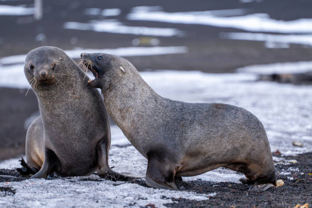 istock Antarctic fur seal on Deception Island 2157590721