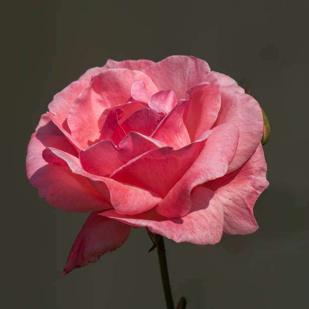 A close up image of a single opened pink rose in the sunlight.