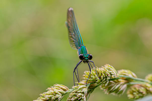 istock Dragonfly eyes in foreground, macro-closeup 2157592250